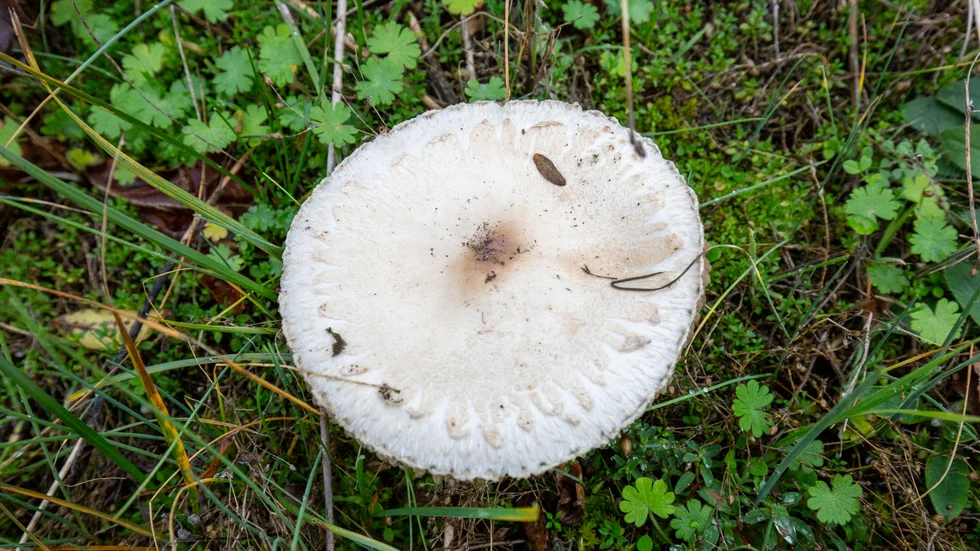 Många giftiga svampar är lätt att förväxla med andra, ätliga, sorter. Arkivbild.