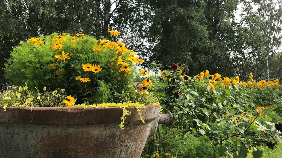 "Störtregnet kom när solen svek och försvann men solrosen fortsatte stråla, så grann! ”Man blir blomfrom”, som han sa, Tage Danielsson.", skriver Ulla-Britt Lindfors som tagit denna bild på Floras kulle.
