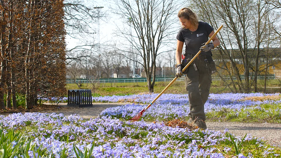 Nu blommar vårlöken i parkerna, scilla, narcisser och påskliljor. Britt-Marie Ivansson från parkenheten städar i Drömparken.