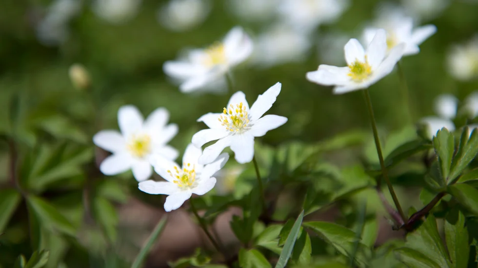 Vitsipporna blommar för fullt. Arkivbild.