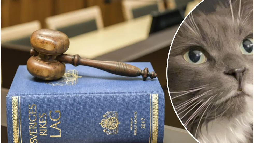 En man i en by utanför Piteå döms för att ha hotat döda grannens katt. Katten på bilden är inte den aktuella katten. (Arkivbild)
