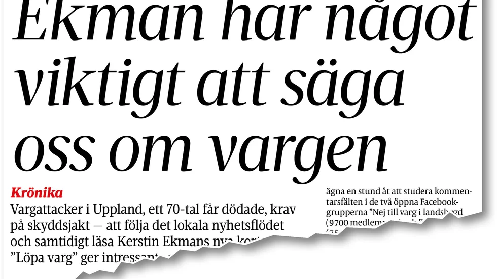 "Att se en varg kan för några vara en fin upplevelse, andra som ser vargspår i form av dödade och skadade husdjur upplever något helt annat", skriver debattören Göte Lindgren. 