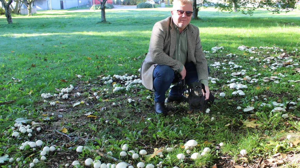 Ulf Andersson med hunden Branca bland alla champinjoner.