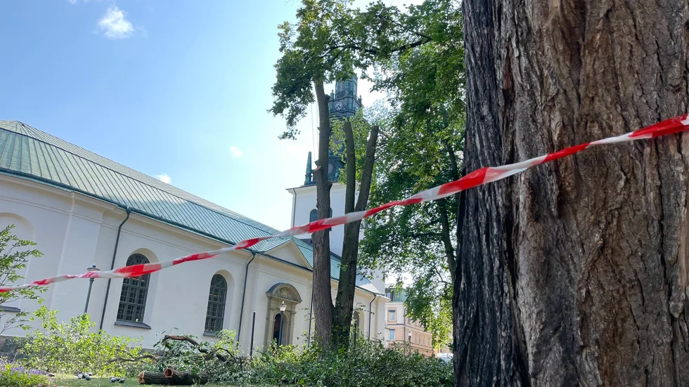 Än så länge har bara ett träd avverkats men arborister på plats menar att många fler almar i parken sannolikt är smittade och kommer avverkas inom en snar framtid.