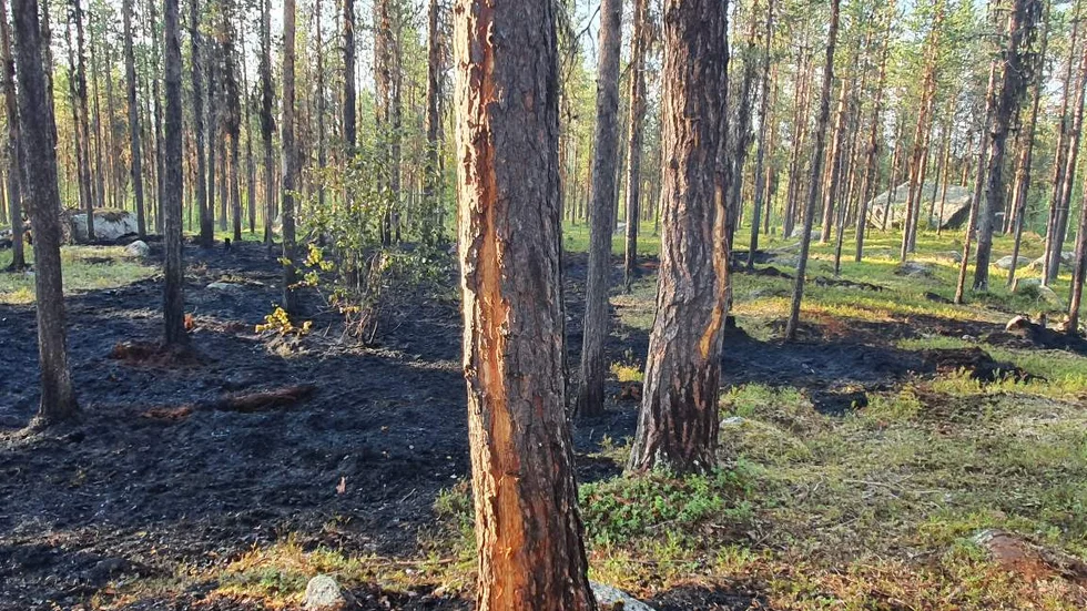 Så här såg det ut vid Tjåmotis där blixten gått ner i träd och orsakat skogsbrand.