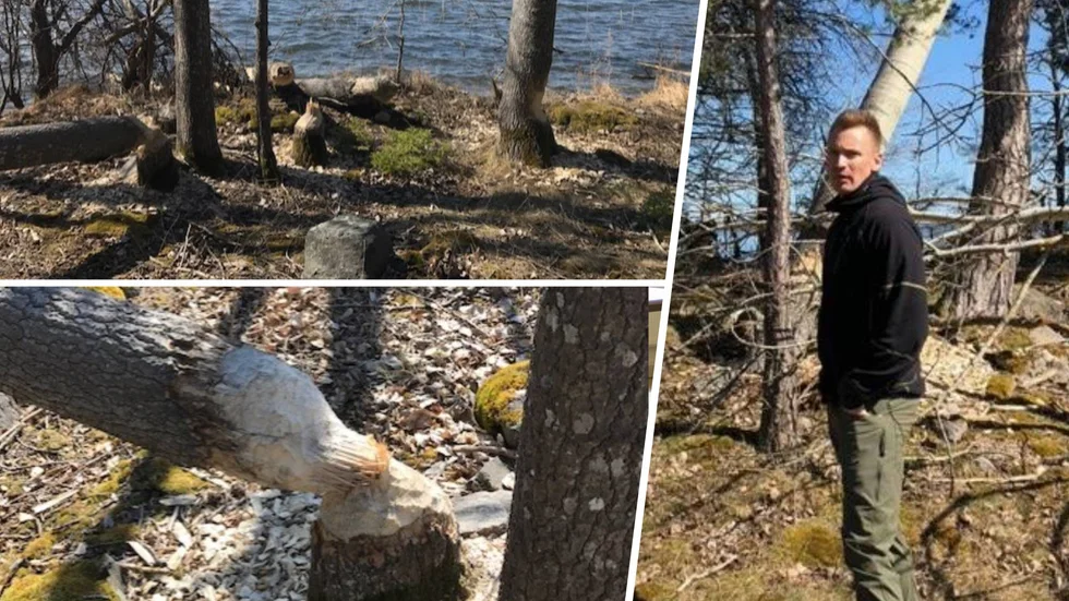 Bävrar härjar på öarna utanför Stallarholmen. Nu har sommargästen Linus Svensson fått skyddsjakt beviljad av länsstyrelsen.
