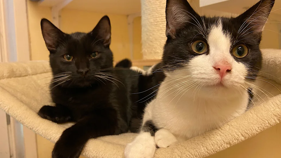 Bröderna Titus och Teo vilar i hängmattan. De kom in som kattungar i våras och är redan tingade.