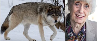 Kerstin Ekman har något viktigt att säga om vargen