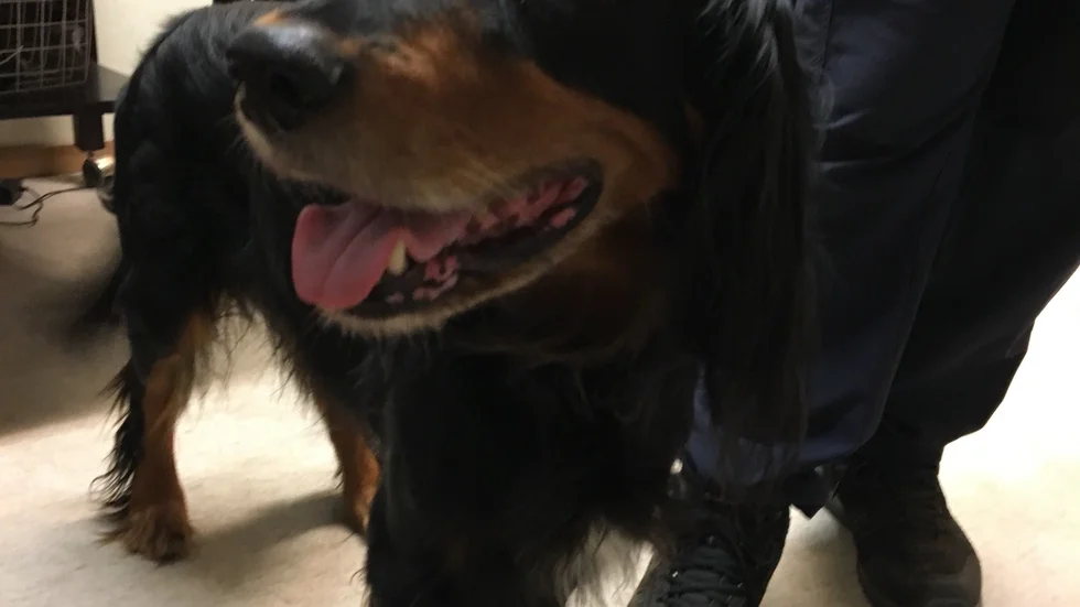 Hunden väntar på sin ägare hos polisen