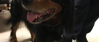 En hund är inlämnad hos polisen