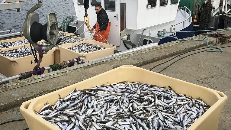Beståndet av siklöja är hotat, anser SLU.