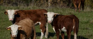Kravbönders betesmark gynnar biologisk mångfald
