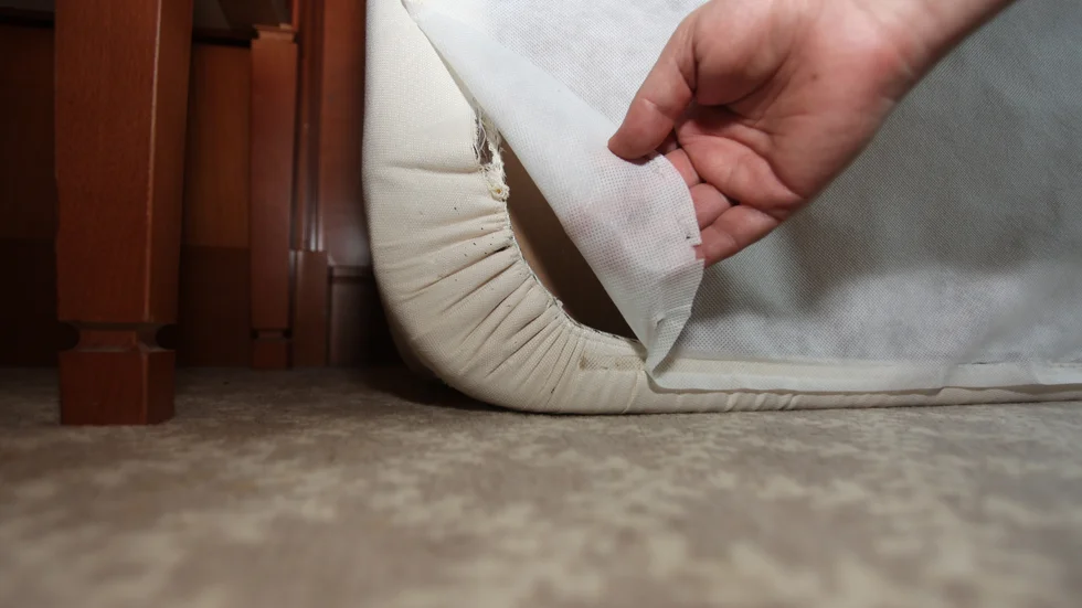 Vägglöss är inte farliga, men hos vissa människor kan deras bett framkalla allergiska reaktioner.