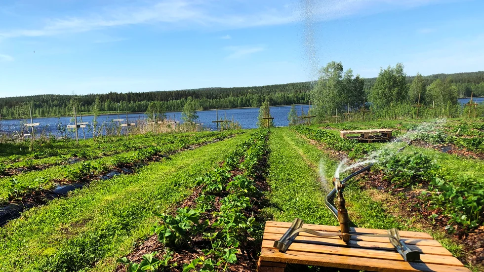 Ovanför Mockträsket har familjen Solsona sin brodling. På andra sidan sjön finns byns andra bärodling.