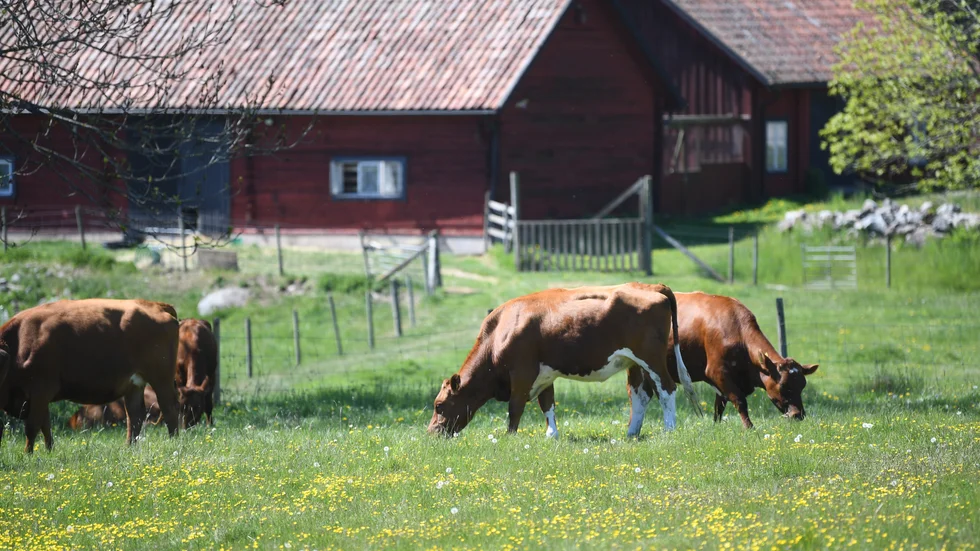 Kommer alla kor försvinna ur landskapet om beteskravet slopas? Sannolikt inte.


