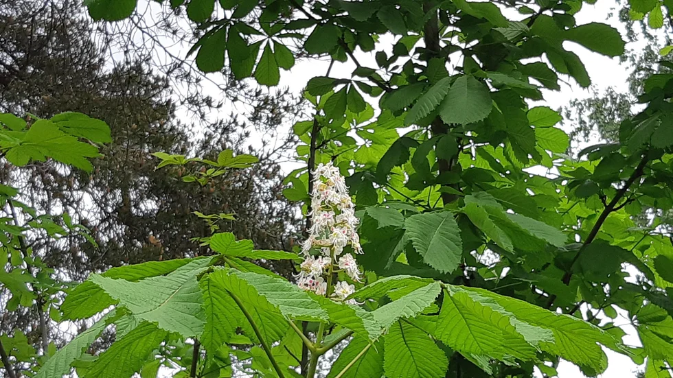 Kastanjen på Åsgatan i Piteå blommar för första gången på 45 år.