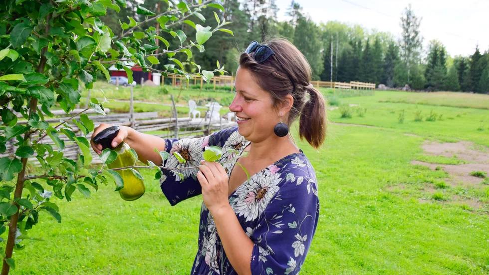 "Jag använder aldrig gifter eller bekämpningsmedel. Är det mycket bladlöss kan jag ta en plasthandske och vattenslang eller spruta och försöka spola bort dem. Ibland använder jag såpavatten.", säger Linda Ogebrink.