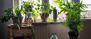 Musik och snällt prat får plantan att växa