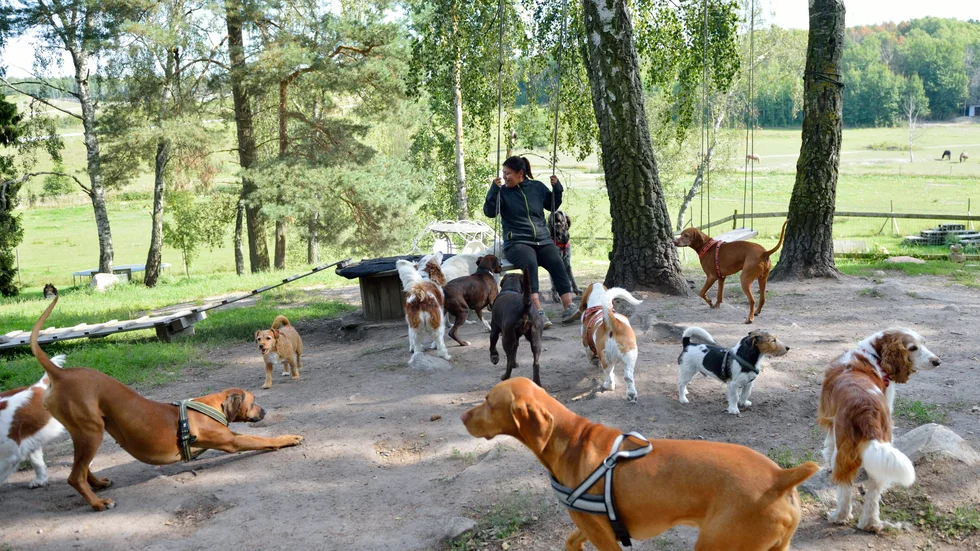 En hundrastgård i Vimmerby vore bara positivt, kanske rentav lockande för turister med hund, menar insändarskribenten.