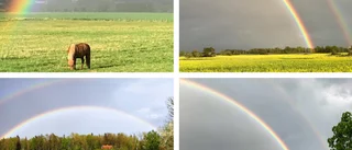 BILDEXTRA: Regnbågsfest över länet – är din bild med?