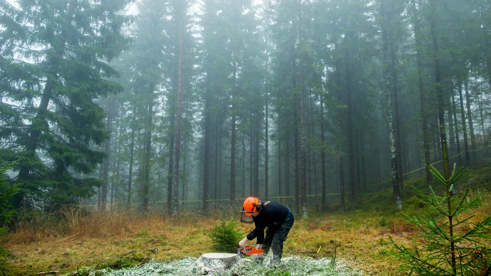 Skogsutredningen försökte få ner konfliktnivån i skogen, men förslagen får kritik från alla håll. Arkivbild.