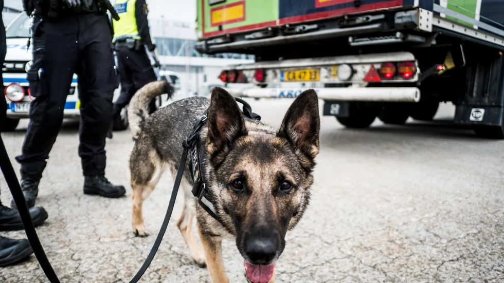 I dag kostar en ”utbildad” knarkhund cirka 250 000–300 000 kronor. I mina ögon en väl värd investering, menar insändarskribenten.
