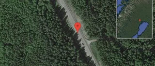 Älgar på vägen på väg 97