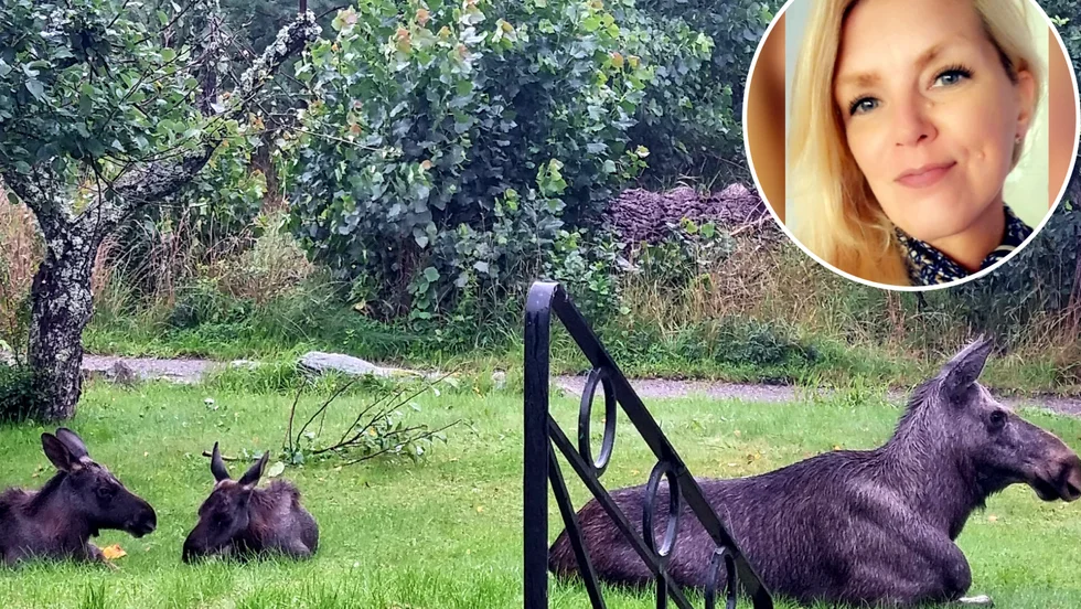 Älgar i trädgården hemma hos Ingela Granath i Petterstorp nära Solberga.