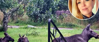 Älghotell i trädgården – ko med kalvar vilade under Ingelas äppelträd: "En otrolig upplevelse"