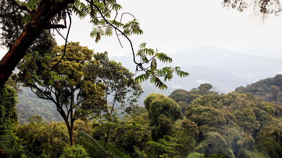 Enligt en forskarstudie lagrar afrikanska bergsskogar betydligt mer kol per ytenhet än Amazonas regnskog. Arkivbild.