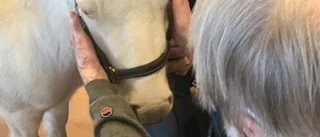 Liten häst spred stor glädje bland äldre och sjuka