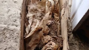 Barnskelettet i näverkorgen föll ner från taket under renoveringen.