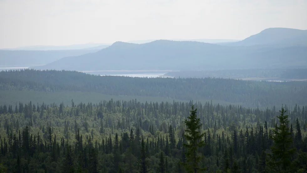 Den biologiska mångfalden i svenska skogarna hotas. Arkivbild.
