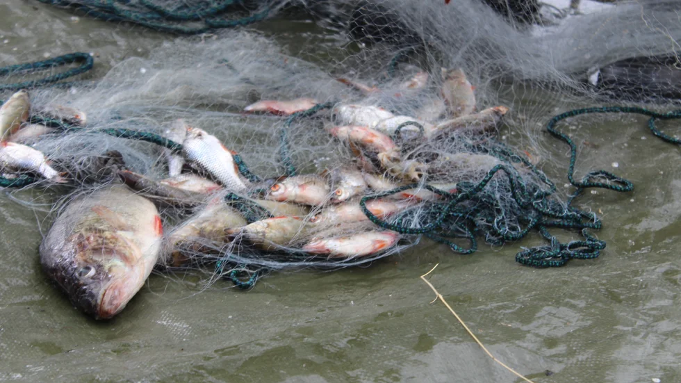 Sälarna äter upp fisken och förstör utrustning såsom till exempel nät.