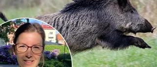 Skyddsjaktssamordnaren efter vildsvinens härjningar: "Vi kan inte göra Stadsskogen viltfri"