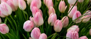 Välj ekologiska blommor nästa gång du handlar!