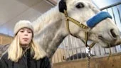Karin Abrahamsson är skötare åt skimmeln Greyson. På sportlovet blir han litet extra ompysslad.
FOTO: NICLAS SANDBERG