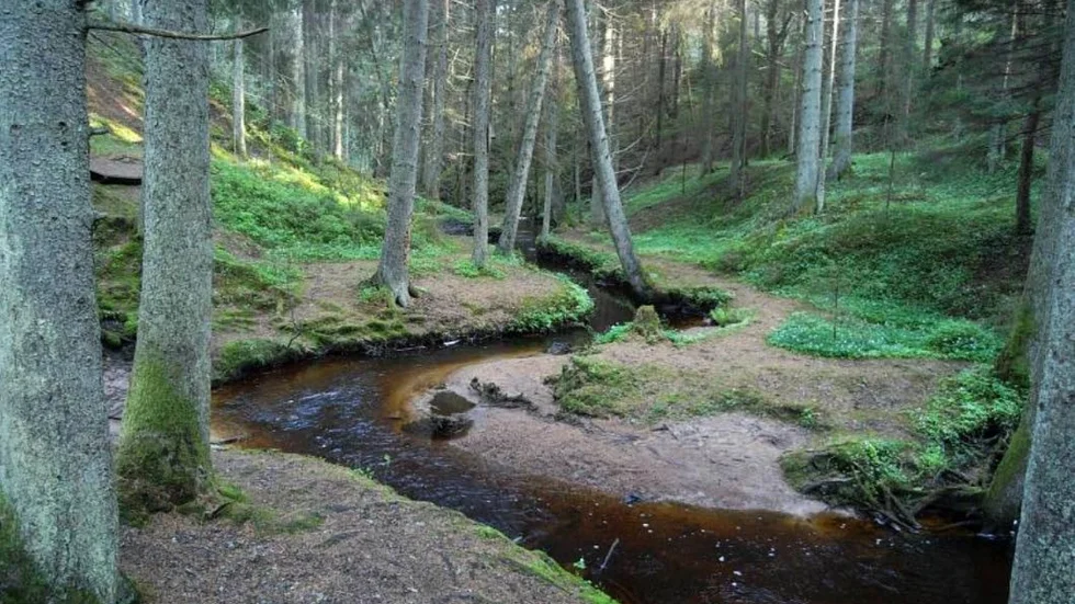 Getåravinen. Foto: Eva Siljeholm