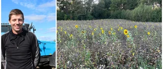 Bönder i Västerviks kommun odlar blommor för humlor och bin: "Ett välgörenhetsprojekt för pollinerarna"