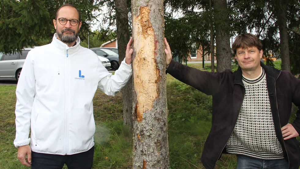 Daniel Iseskog och Johan Tunberg, två av dem som kämpar för att granarna vid skolgården ska tas bort. "Det måste finnas pengar i kommunen för att omedelbart åtgärda säkerhetsrisker", säger Daniel Iseskog. 