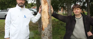 Skadade granar vid skolgård – föräldrar funderar på att hålla barnen hemma när det blåser • "Absurt"