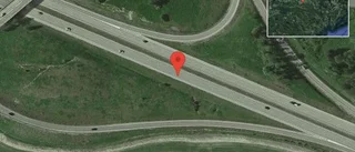 Älg på vägen på E20