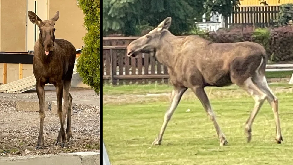 En läsare fångade älgen på bild runt Vikingagatan i Röksta.