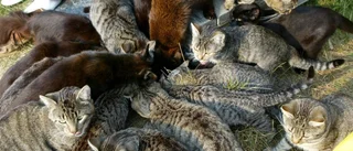 "Kattkvinna" blir av med alla djur
