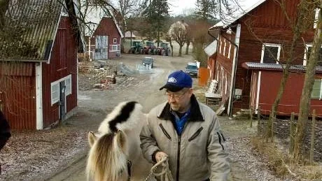 Här kommer Lasse Cederblad, med fjordhästen Tina. Lasse är idag inte bara ägare till ett stort antal fjordhästar, utan också ordförande i Svenska fjordhästföreningen. Foto: Anita Kjellberg