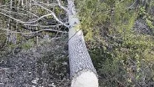 Det är inga små träd bävern lyckats fälla vid kanten av Lotorpsån. Foto: Bengt K Lindberg