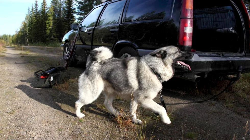 Det är varm så ta ut hunden ur bilen - hundar är mer känsliga än människor för överhettning.