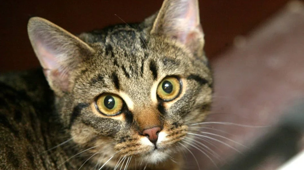 Kvinnan hade två katter som hon inte längre kan ta hand om eftersom hon numera ligger på sjukhus. (Bilden är en genrebild.