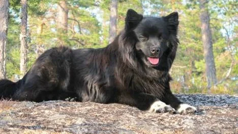 Den svenska lapphunden har en tjock päls som gör att de klarar av vind och väder.