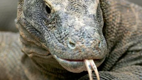 Komodovaran.